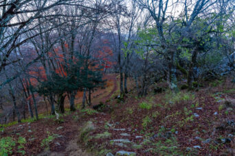 鈴鹿山地・霊仙山・汗ふき峠付近(滋賀県:2025年11月)