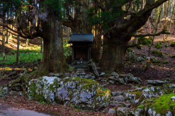 近江・多賀・保月集落跡・地蔵杉(滋賀県:2025年11月)