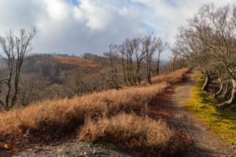鈴鹿山地・鞍掛峠付近（三重県・滋賀県：2025年12月）