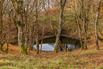 鈴鹿山地・御池岳付近・丸池（滋賀県：2025年12月）