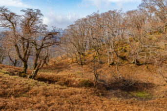 鈴鹿山地・御池岳付近・風池（滋賀県：2025年12月）