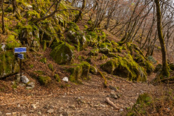 鈴鹿山地・御池岳・真の谷御池岳分岐（滋賀県：2025年12月）