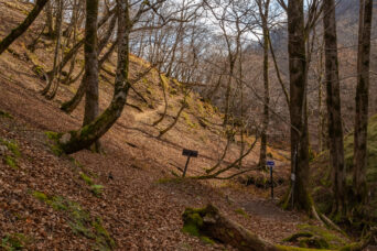 鈴鹿山地・真の谷御池岳分岐付近（滋賀県：2025年12月）