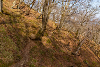 鈴鹿山地・真の谷御池岳分岐付近（滋賀県：2025年12月）