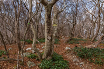 鈴鹿山地・冷川岳（滋賀県・三重県：2025年12月）