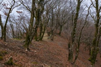 鈴鹿山地・多志田山付近（滋賀県・三重県：2025年12月）