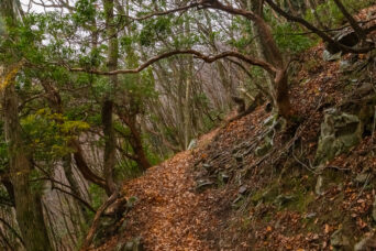 鈴鹿山地・ノタノ坂付近（滋賀県：2025年12月）