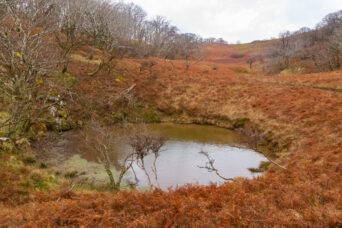 鈴鹿山地・御池岳付近・真の池（滋賀県：2025年12月）