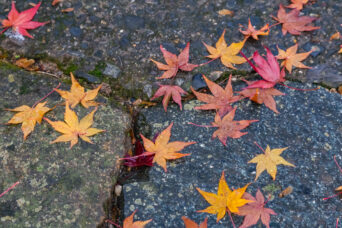 近江・八日市・瓦屋禅寺(滋賀県:2025年12月)