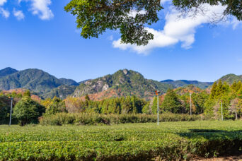 北勢・亀山・安坂山付近から望む鬼ヶ牙（三重県：2025年12月）