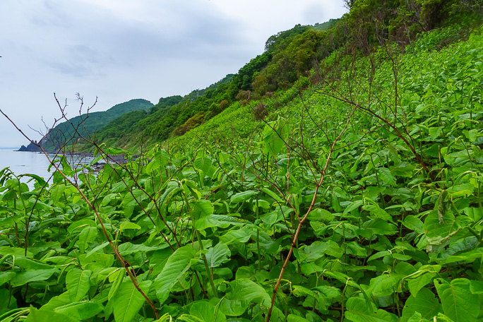来し方はこの虎杖の藪。これからこの「道」を歩古丹まで戻る