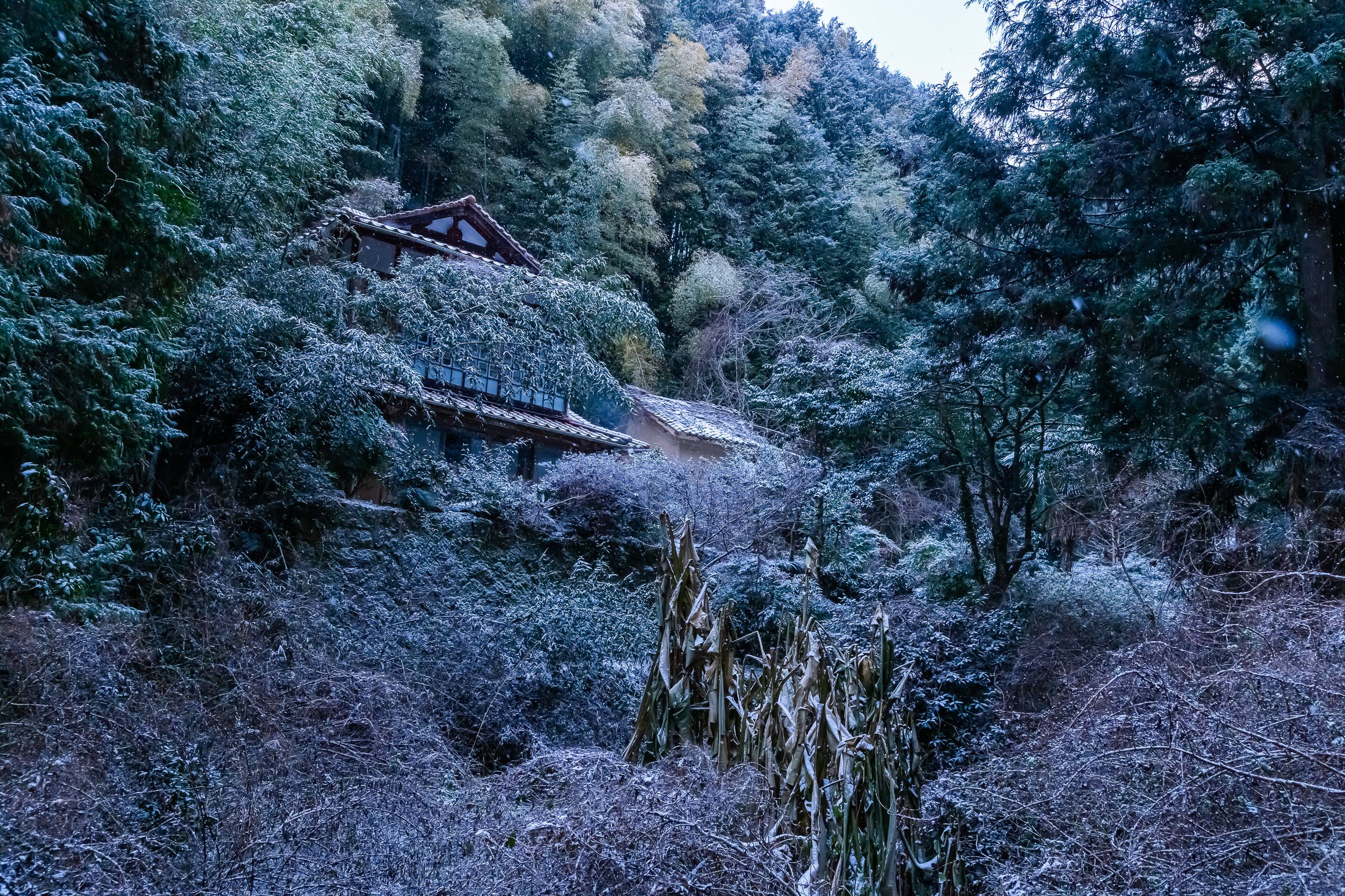 岩国・伊田川集落跡(山口県:2026年1月)