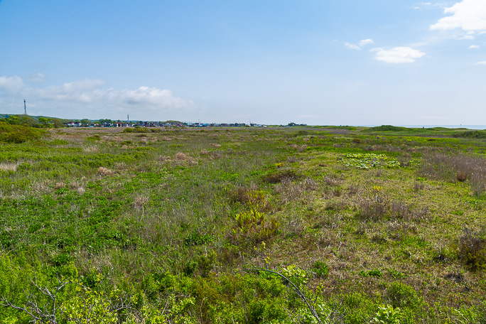 白老市街地に入る手前の海岸沿いに広がるヨコスト湿原