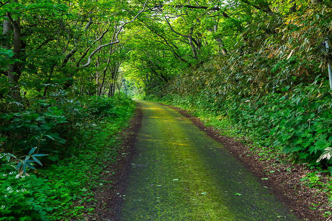 苔生したアスファルトが通行量の少なさを暗示する