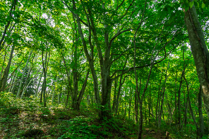 歌才では北限のブナ林である歌才ブナ林を散策していく