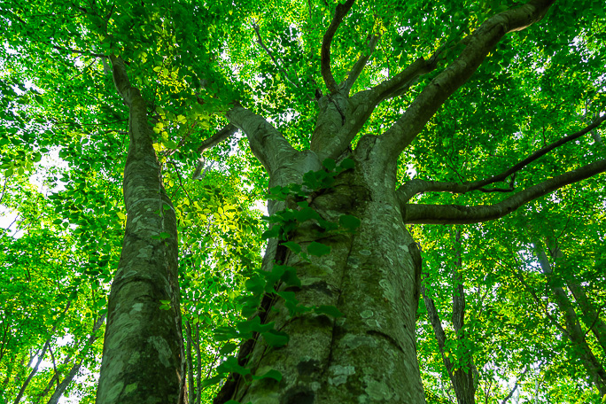 芽吹きの頃のブナ林は緑のシャワーが心地よい