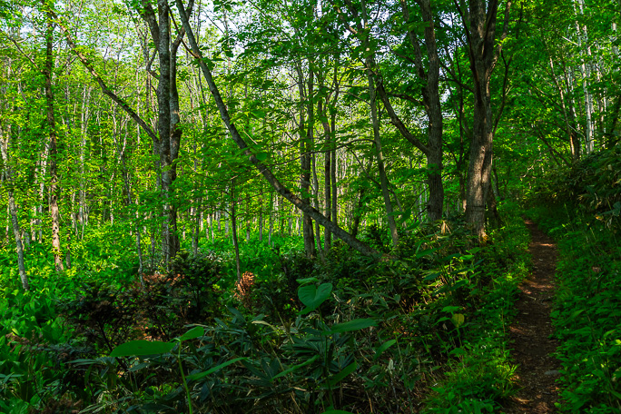 森林管理署による整備も入ったトレッキングルートを軽く散策した
