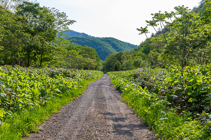 轟鉱山の炭鉱住宅などがあった一角は既にヒグマの気配が濃い原野に帰していた