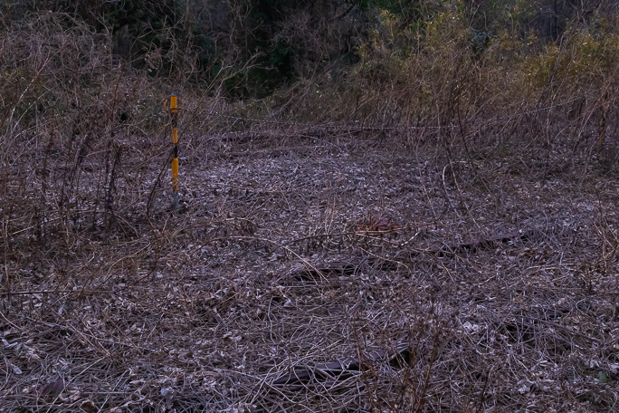 本線と側線が草叢の中に眠っている