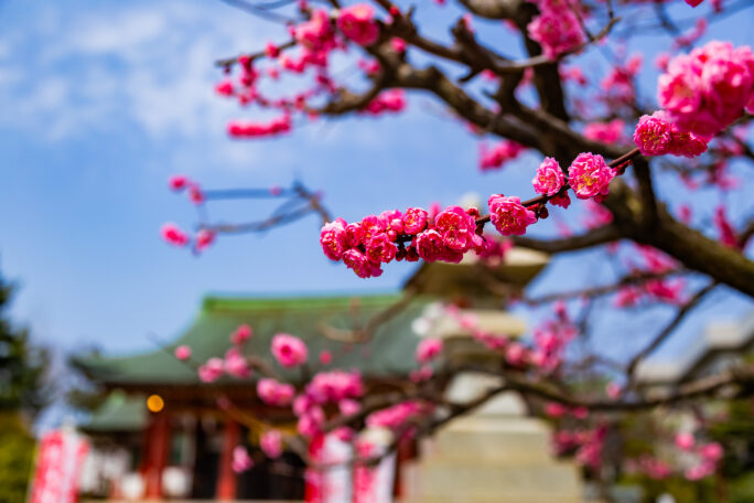 呉東・魚津・魚津神社（富山県：2026年3月）