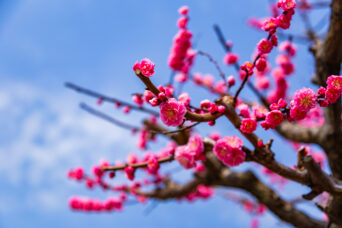 呉東・魚津・魚津神社(富山県:2026年3月)