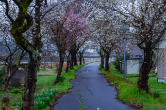 加越能鉄道加越線・庄川町駅跡付近(富山県:2026年4月)