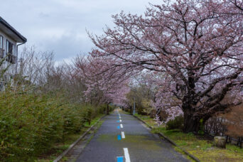 富山地方鉄道射水線・射水中学校前駅跡～海老江駅跡間（富山県：2026年4月）