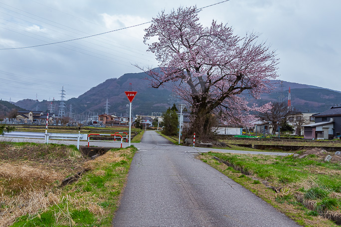 敷紡前駅跡付近には印象的な桜の木が線路跡の脇に佇んでいた