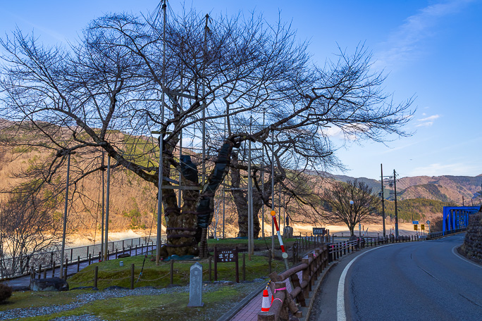 移植された荘川桜付近は小公園になっていた