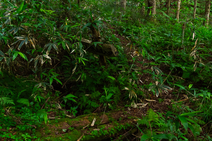 苔生した丸木橋を渡って斜面に取付く